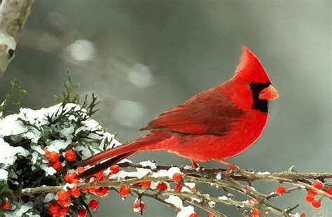 Winter Cardinal Painting by Shere Crossman