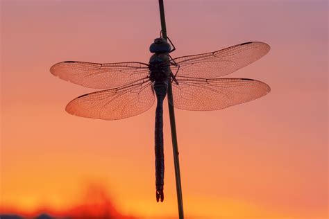 Red Dragonfly Symbolism And The Transformation Of Death