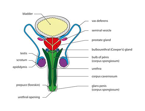 Male Reproductive System Class 10 - CBSE Class Notes Online - Classnotes123