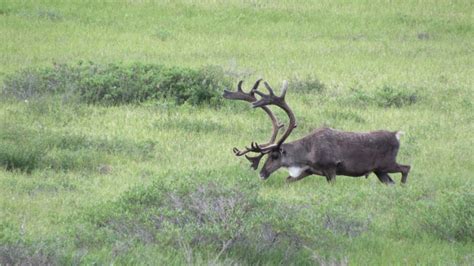 Wildlife of Denali National Park, Part 3 – Wildlife Leadership Academy