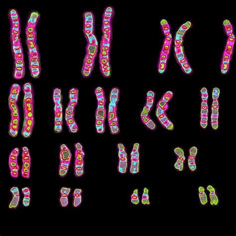 Map Of The Human Chromosome