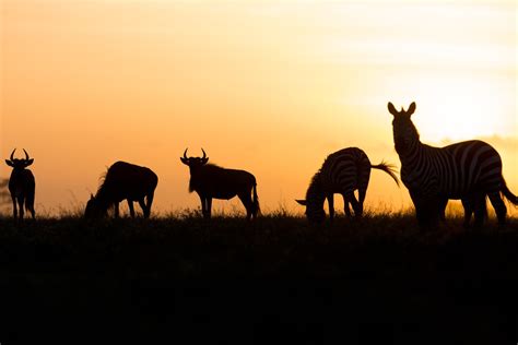 Serengeti National Park | Explore Wild Animals Serengeti