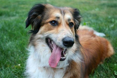 The Golden Border Collie: A Brilliant and Friendly Hybrid | Pet BLoG