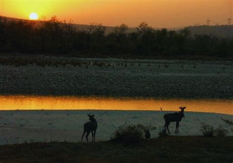 Trekking in Rajaji National Park - Rajaji Jungle Safari