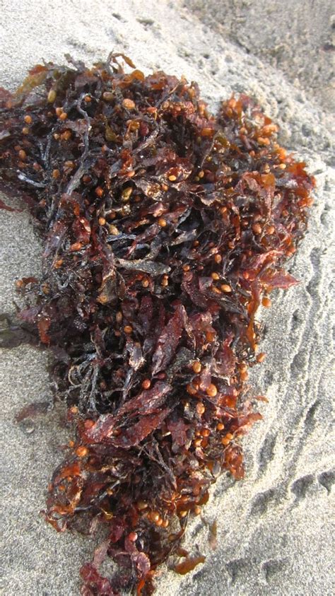 Medicinal Plants: Sargassum Seaweeds