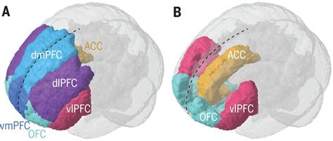 Prefrontal Cortex Diagram