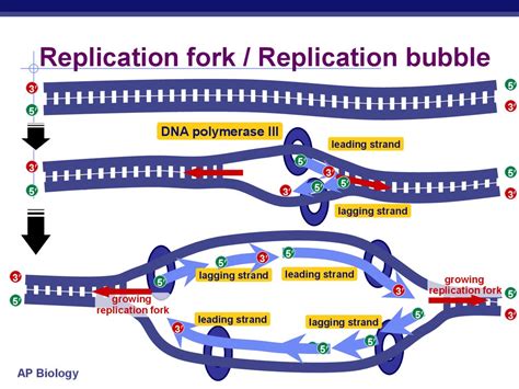 DNA Replication - презентация онлайн