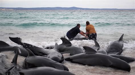 52 Whales Die After Mass Stranding in Western Australia - The New York ...