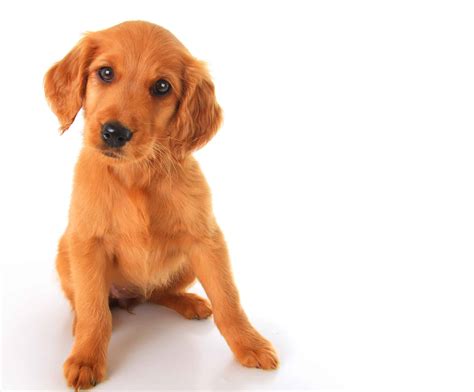 Golden Retriever English Setter Mix