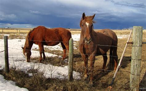 Horses in spring pasture wallpapers and images - wallpapers, pictures, photos