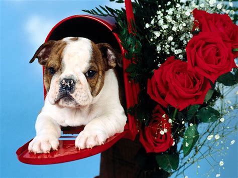 🔥 [50+] Christmas Puppies Desktop Wallpapers | WallpaperSafari