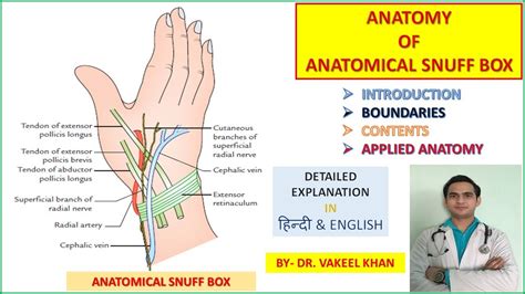 ANATOMICAL SNUFF BOX IN DETAIL | SNUFF BOX ANATOMY| INTRODUCTION BOUNDARIES CONTENTS APPLIED ...