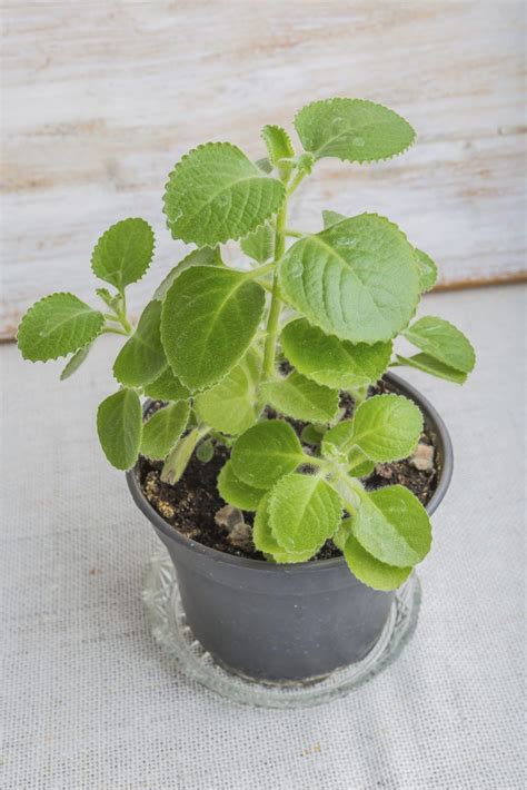 What Is Cuban Oregano: Learn About Cuban Oregano Growing Requirements | Gardening Know How