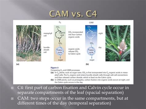 PPT - Alternative Mechanisms of Carbon Fixation PowerPoint Presentation ...