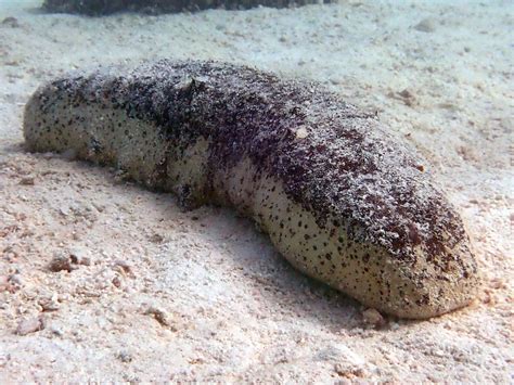 Endangered delicacy Tropical sea cucumbers in trouble - The University ...