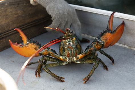 China’s love for US lobster still strong amid pandemic | South China ...