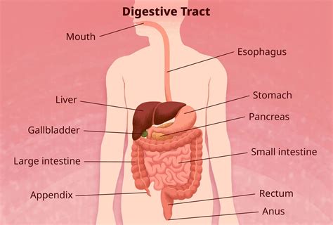 What Are Some Common Bowel Problems: A Comprehensive Guide