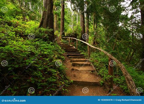 Pacific Northwest Forest Trail Stock Photo - Image of state, hiking: 103050478