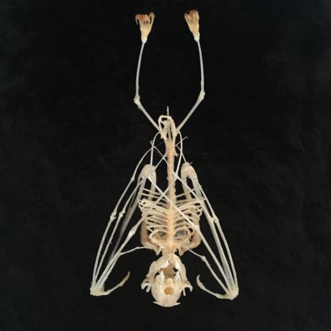 Bat Skeleton, Skeleton Bones, Skull And Bones, Animal Skeletons, Animal Skulls, Bat Art, Skull ...