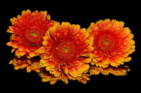 3840x2160 wallpaper | red yellow flowers | Peakpx