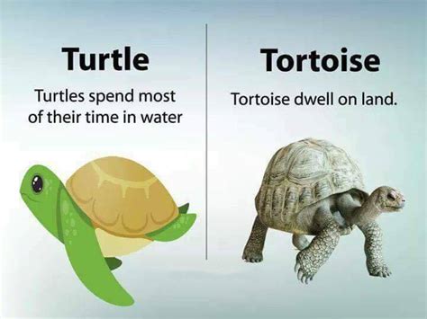 13 Differences That Will Enhance Your Knowledge