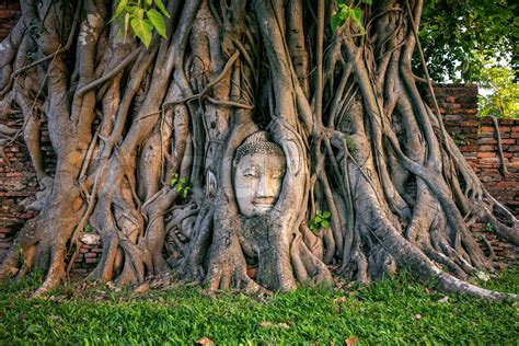 Buddha head in fig tree at Wat Mahathat, Ayutthaya historical park, Thailand. | Stock image ...