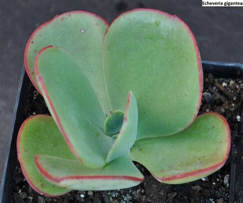 Echeveria gigantea / 20 seeds - UnusualSeeds