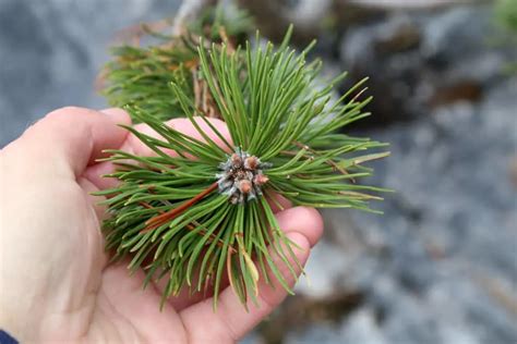 22 Impressive Pine Needle Uses You'd Never Have Thought Of