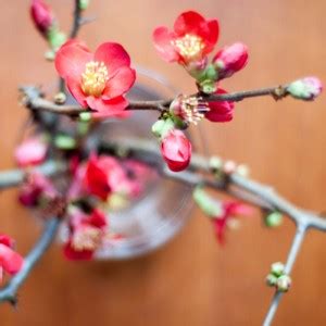 Blumen | johannarundel DIY Blog | Anleitungen, Selbermachen & Deko