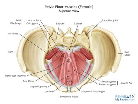 Pelvic Floor Muscles - Surrey Physio