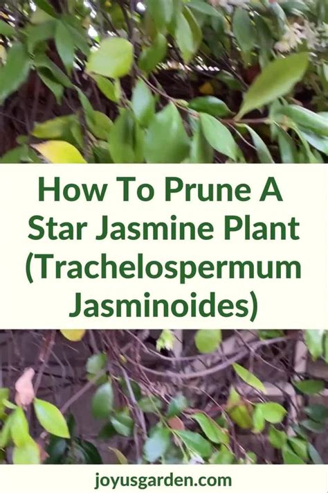 Pruning A Star Jasmine Vine: When and How To Do It [Video] [Video] in 2021 | How to prune plants ...