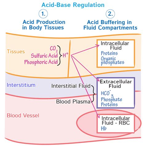 Physiology Glossary: Acid-Base Regulation | Draw It to Know It