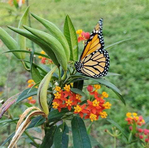 Butterfly Milkweed Seeds FREE SHIPPING Natural Organic Non-gmo | Etsy