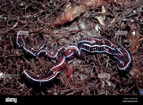 nemertines, nemerteans, proboscis worms, rhynchocoelans, ribbon worms ...