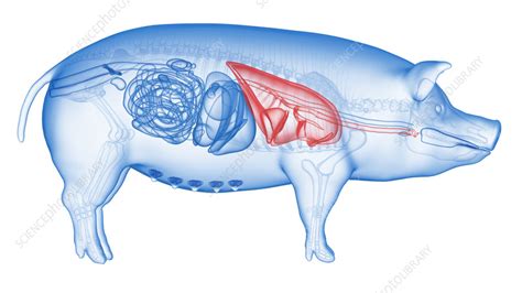 Pig lungs, illustration - Stock Image - F035/5339 - Science Photo Library