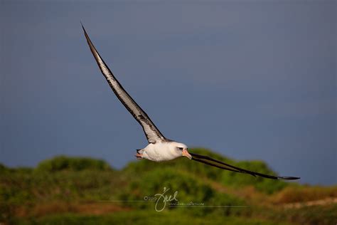 Laysan Albatross in flight | Albatross have a wingspan of 10… | Flickr