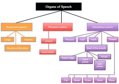 chomsky language acquisition device suggests that