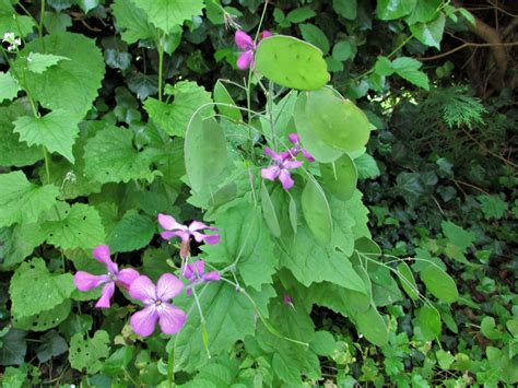 Honesty, Moonwort, Money Plant, Lunaria annua