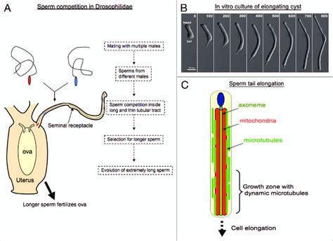 (A) Schematic diagram of long sperm evolution among Drosophilidae ...