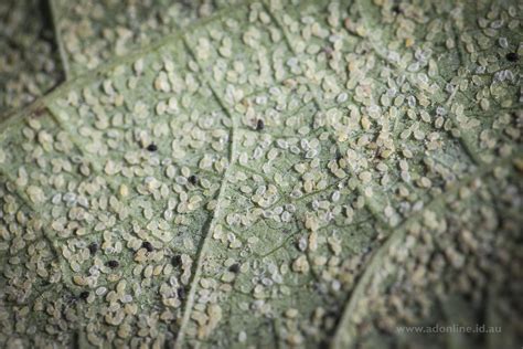 Whitefly Larvae | Whitefly (Bemisia tabaci) larvae on the un… | Flickr