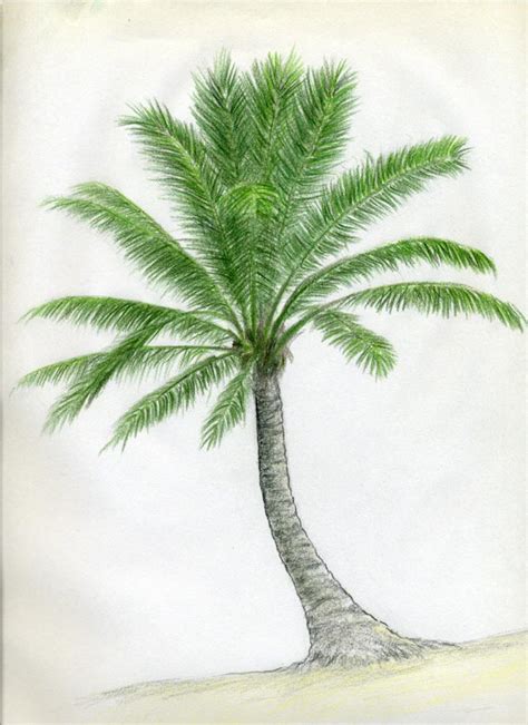 How To Draw Palm Trees