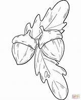 Printable Acorn Coloring Page sketch template
