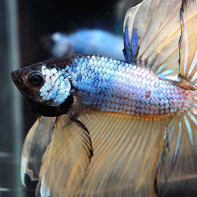 1000+ images about Betta fish on Pinterest | Auction, Pets and The wild