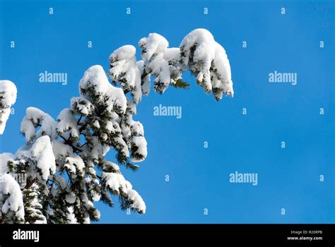 Snow covered pine tree Stock Photo - Alamy