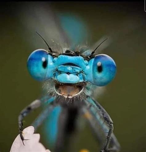 🔥 A close-up picture of a Dragonfly's Face. Is it just me or is he ...