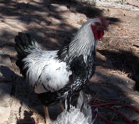 I think I have a cockerel. Now what do I do? | BackYard Chickens - Learn How to Raise Chickens