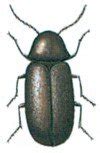 The drugstore beetle – Life cycle and development