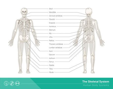 Human Being Body Parts