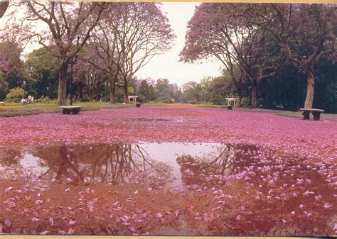 My Picture Postcards: Rose Garden Lakes in Palermo, Buenos Aires