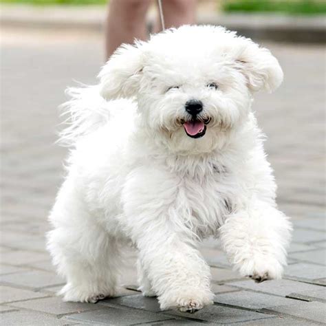 Bichon Frisé - Geschichte, Charater & Wesen - Passion Hund